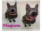 American Pit Bull Terrier-Chow Chow Mix DOG FOR ADOPTION RGADN-1227973 - MAGENTA