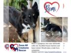 Border Collie Mix DOG FOR ADOPTION RGADN-1227988 - Remi - Border Collie / Mixed