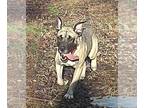 Mastiff Mix DOG FOR ADOPTION RGADN-1228002 - VanDorn - Mastiff / Mixed Dog For