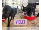 Bloodhound-Great Dane Mix DOG FOR ADOPTION RGADN-1228007 - Violet - Great Dane /