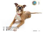 Boxer-Bull Terrier Mix DOG FOR ADOPTION RGADN-1228023 - WYATT - Boxer / Bull