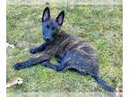 American Pit Bull Terrier-Dutch Shepherd Mix DOG FOR ADOPTION RGADN-1228030 -