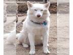 Mix DOG FOR ADOPTION RGADN-1228043 - TROOPER - Husky (medium coat) Dog For