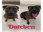 Boxer Mix DOG FOR ADOPTION RGADN-1228065 - DUTCHESS - Boxer / Mixed (medium