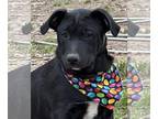 Labrador Retriever-Retriever Mix DOG FOR ADOPTION RGADN-1228071 - Saylor -