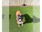 Boxer DOG FOR ADOPTION RGADN-1228076 - Riley & Roscoe - Boxer (short coat) Dog