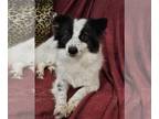 Border Collie-Pembroke Welsh Corgi Mix DOG FOR ADOPTION RGADN-1228087 - AEJEONG