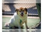 Pembroke Welsh Corgi-Spaniel Mix DOG FOR ADOPTION RGADN-1228088 - GILGU -
