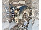 German Shepherd Dog Mix DOG FOR ADOPTION RGADN-1228131 - Wish - German Shepherd