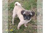 Pug DOG FOR ADOPTION RGADN-1228219 - Destiny (TX) - Pug (short coat) Dog For