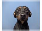 Doberman Pinscher DOG FOR ADOPTION RGADN-1228233 - ECHO - Doberman Pinscher