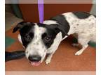 Border Collie Mix DOG FOR ADOPTION RGADN-1228275 - DAISY MAE - Border Collie /