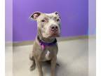 American Pit Bull Terrier DOG FOR ADOPTION RGADN-1228278 - SHILOH - Pit Bull