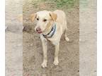 Labrador Retriever Mix DOG FOR ADOPTION RGADN-1228315 - Spike - Labrador