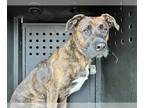 Mastiff Mix DOG FOR ADOPTION RGADN-1228317 - J.D - Mastiff / Mixed (medium coat)