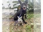 Rat Terrier Mix DOG FOR ADOPTION RGADN-1228344 - Gilda - Rat Terrier / Terrier /