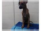 Boxer DOG FOR ADOPTION RGADN-1228349 - PATRA - Boxer (medium coat) Dog For