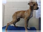 Boxer DOG FOR ADOPTION RGADN-1228351 - LOLA - Boxer (medium coat) Dog For
