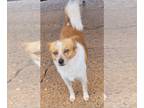 Pomeranian-pomeranian spitz Mix DOG FOR ADOPTION RGADN-1228392 - Regal -