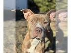 American Pit Bull Terrier Mix DOG FOR ADOPTION RGADN-1228400 - Reba - Pit Bull
