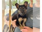 German Shepherd Dog Mix DOG FOR ADOPTION RGADN-1228413 - Rocket - German