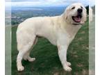 Great Pyrenees Mix DOG FOR ADOPTION RGADN-1228430 - Kord *LOCAL* - Great