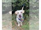Dachshund-Labrador Retriever Mix DOG FOR ADOPTION RGADN-1228463 - Toby -