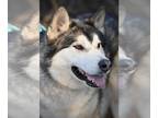 Alaskan Malamute DOG FOR ADOPTION RGADN-1228464 - Amorak - Alaskan Malamute /