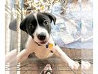 Labrenees DOG FOR ADOPTION RGADN-1228480 - Baxter - Labrador Retriever / Great
