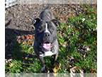 Bullboxer Pit DOG FOR ADOPTION RGADN-1228492 - BAMBI - Pit Bull Terrier / Boxer