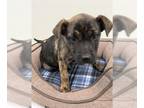 Labrador Retriever Mix DOG FOR ADOPTION RGADN-1228501 - YAMS - Labrador