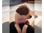 American Pit Bull Terrier Mix DOG FOR ADOPTION RGADN-1228505 - Aurora - Pit Bull