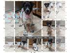 Labrador Retriever Mix DOG FOR ADOPTION RGADN-1228510 - TREE - Labrador