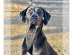 Great Dane DOG FOR ADOPTION RGADN-1228513 - Daizey - Great Dane Dog For Adoption