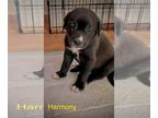 American Pit Bull Terrier-Great Pyrenees Mix DOG FOR ADOPTION RGADN-1228534 -