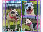 American Pit Bull Terrier Mix DOG FOR ADOPTION RGADN-1228569 - SWEET TART - Pit