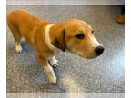 Labbe DOG FOR ADOPTION RGADN-1228571 - JETT - Labrador Retriever / Beagle /