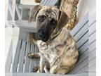 Plott Hound-Rhodesian Ridgeback Mix DOG FOR ADOPTION RGADN-1228589 - Dapper Dan