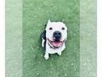 American Pit Bull Terrier DOG FOR ADOPTION RGADN-1228609 - FRANK - Pit Bull