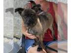 Cairn Terrier Mix DOG FOR ADOPTION RGADN-1228632 - Sassy - Cairn Terrier / Mixed