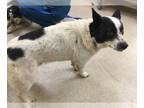 Australian Shepherd Mix DOG FOR ADOPTION RGADN-1228717 - Dog - Australian