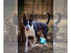 Border Collie-Boston Terrier Mix DOG FOR ADOPTION RGADN-1228773 - Lavender -