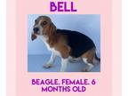 Beagle DOG FOR ADOPTION RGADN-1228782 - Bell - Beagle (short coat) Dog For