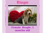 Beagle DOG FOR ADOPTION RGADN-1228783 - Bingo - Beagle (short coat) Dog For