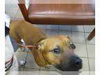 Black Mouth Cur Mix DOG FOR ADOPTION RGADN-1228844 - LIGHTNING - Black Mouth Cur