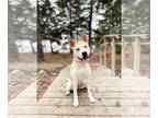 Mix DOG FOR ADOPTION RGADN-1228852 - Lindor--In Foster - Husky Dog For