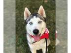 Huskies Mix DOG FOR ADOPTION RGADN-1228861 - Leo - Husky / Mixed (medium coat)