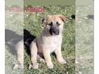 German Shepherd Dog-Great Pyrenees Mix DOG FOR ADOPTION RGADN-1228868 - Fendi -