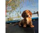 Dachshund Puppy for sale in Yale, OK, USA