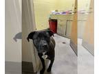 Mastador DOG FOR ADOPTION RGADN-1228871 - LUNA - Labrador Retriever / Mastiff /
